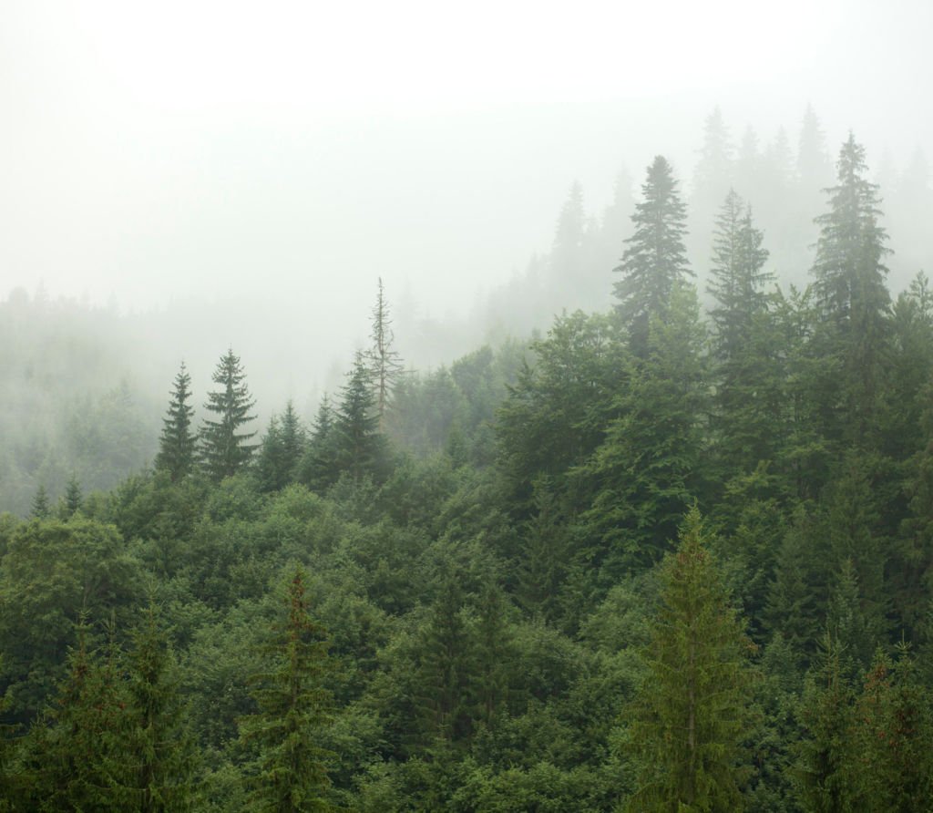 Un bosque frondoso envuelto en neblina. La imagen transmite calma, frescura y conexión con la naturaleza, resaltando la belleza serena de un entorno natural intacto.